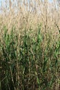 Common reed green and yellow general view of