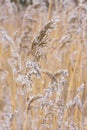 Common reed in icy cold winter. Frosty straw. Freeze temperatures in nature Royalty Free Stock Photo