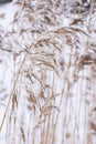 Common reed in icy cold winter. Frosty straw. Freeze temperatures in nature