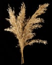 Common Reed Inflorescence
