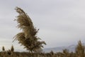 Common reed (phragmite) Royalty Free Stock Photo