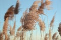 Common reed, Phragmites australis, blown by the wind Royalty Free Stock Photo