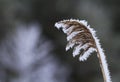 Common reed, Phragmites australis, covered in frost. Royalty Free Stock Photo