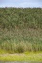 Common reed (Phragmites australis) Royalty Free Stock Photo