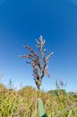 Common Reed Phragmites australis isolated against blue sky with selective focus Royalty Free Stock Photo