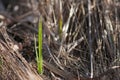 Common reed Phragmites australis new growth Royalty Free Stock Photo