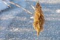 Common Reed Phragmites australis seed head in winter