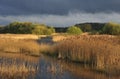 Reedbed, Somerset levels (Phragmites australis) Royalty Free Stock Photo