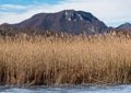 Common Reed, Phragmites Australis, a tall perennial grass in the Ganna peat bog in the winter season, Italy