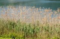 Common Reed, Phragmites Australis, a tall perennial grass. Royalty Free Stock Photo