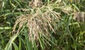 Common Reed, Phragmites Australis, a tall perennial grass seen here standing Royalty Free Stock Photo