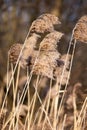 Common Reed (Phragmites) in the Pogoria III lake, Poland. Royalty Free Stock Photo