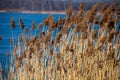 Common Reed (Phragmites) in the Pogoria III lake, Poland. Royalty Free Stock Photo