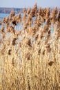 Common Reed (Phragmites) in the Pogoria III lake, Poland. Royalty Free Stock Photo