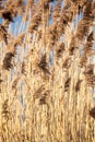 Common Reed (Phragmites) in the Pogoria III lake, Poland. Royalty Free Stock Photo