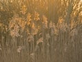 Common reed plumes backlot by the sun