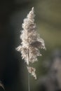 Common reed Royalty Free Stock Photo