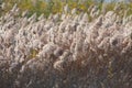 Common reed seeds closeup view with selective focus on foreground Royalty Free Stock Photo