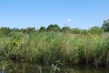 Common reed on the shore of the lake.