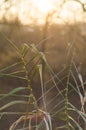 Common reed at sunrise