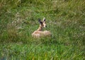 A Common Reedbuck female is laying in the savannah grass of the Bwabwata Nationalpark at Namibia Royalty Free Stock Photo