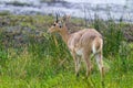 Common Reedbuck Royalty Free Stock Photo