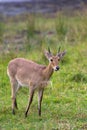 Common Reedbuck standing in grassland Royalty Free Stock Photo