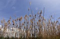 Common reeds against sky Royalty Free Stock Photo