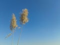 Common reeds blue sky background