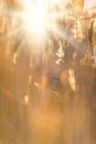 Common reeds Phragmites australis in autumn Royalty Free Stock Photo