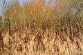 Common reeds, against a backdrop of trees. Royalty Free Stock Photo