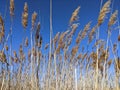 Common reeds soaring into the sky Royalty Free Stock Photo