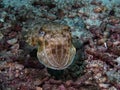 A Common Reef Cuttlefish Sepia latimanus