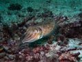 A Common Reef Cuttlefish Sepia latimanus