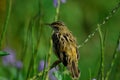 Zitting Cisticola