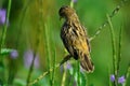 Zitting Cisticola