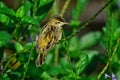 Zitting Cisticola