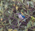 Collared Kingfisher rest on branch during noontime Royalty Free Stock Photo