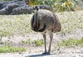 Common Rhea Royalty Free Stock Photo