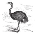 Common Rhea or Rhea americana, vintage engraved illustration