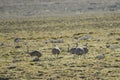 The common rhea or pampean rhea, is a species of strutioniform bird of the Rheidae family. Royalty Free Stock Photo