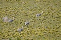 The common rhea or pampean rhea, is a species of strutioniform bird of the Rheidae family. Royalty Free Stock Photo