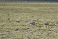 The common rhea or pampean rhea, is a species of strutioniform bird of the Rheidae family. Royalty Free Stock Photo