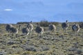 The common rhea or pampean rhea, is a species of strutioniform bird of the Rheidae family. Royalty Free Stock Photo