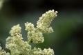 Common Rhubarb flowers