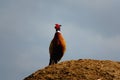 Common ring-necked pheasant. Royalty Free Stock Photo