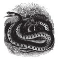 Common ring snake, vintage illustration