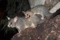 Common ring-tailed possum