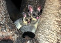 Common ring tailed possum, queensland, australia Royalty Free Stock Photo