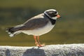Common ringed plover Royalty Free Stock Photo